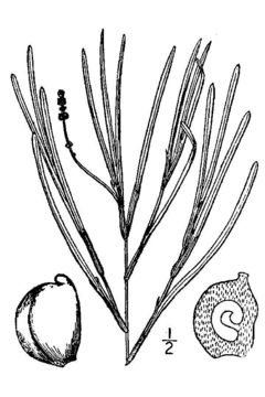 Image of sheathed pondweed