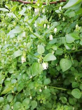 Image of lily of the valley vine