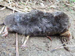 Image of Large Mole