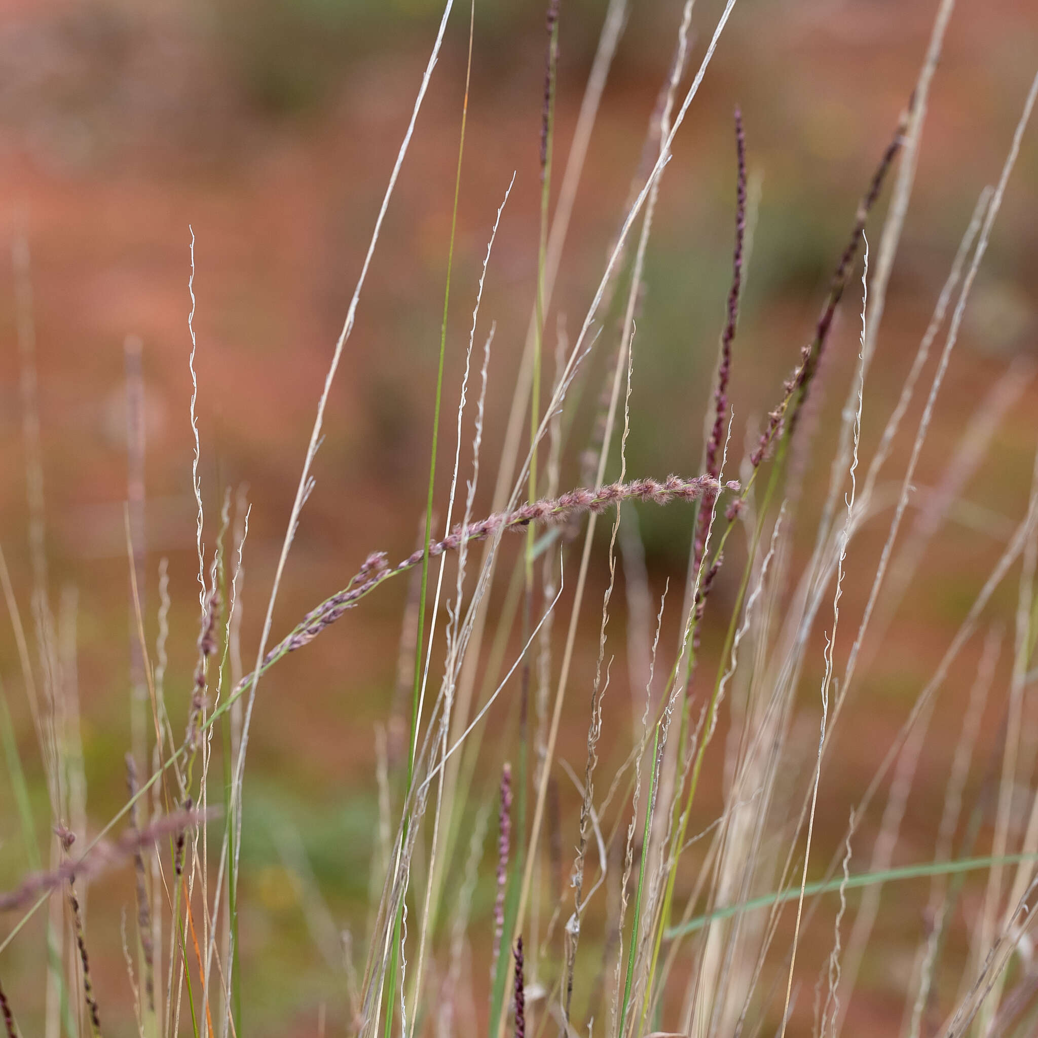 Image of Digitaria brownii (Roem. & Schult.) Hughes