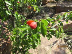 Image of Boat-fruit plane