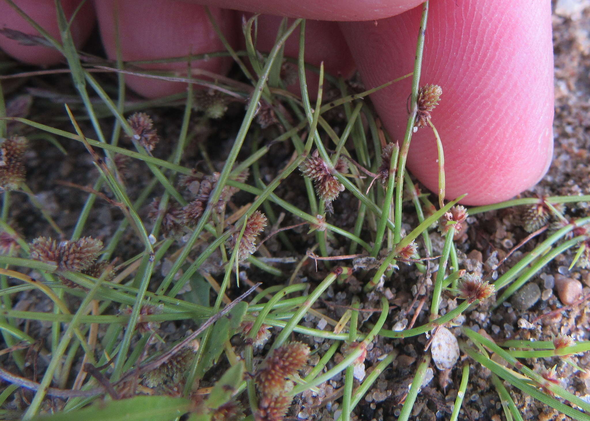 Image of Small-Flower Halfchaff Sedge