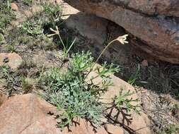 Image of Pelargonium pulverulentum Colv. ex Sweet