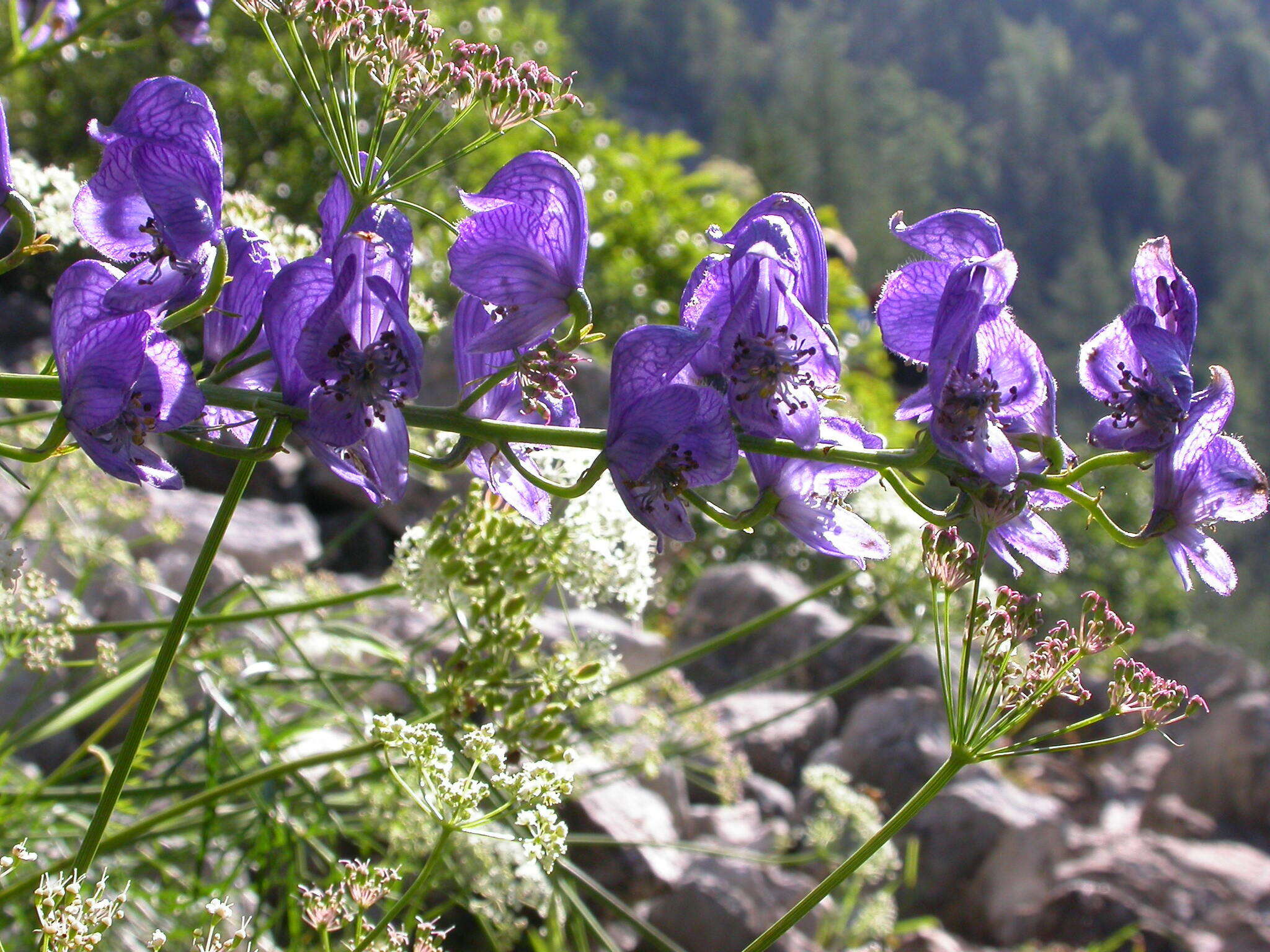 Image of Aconitum angustifolium Bernh. ex Rchb.