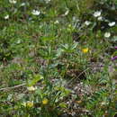 Image of Trollius apertus Perfiljev ex Igoshina