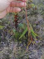 Слика од Eucalyptus sepulcralis F. Müll.