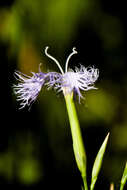 Image of Dianthus superbus subsp. superbus