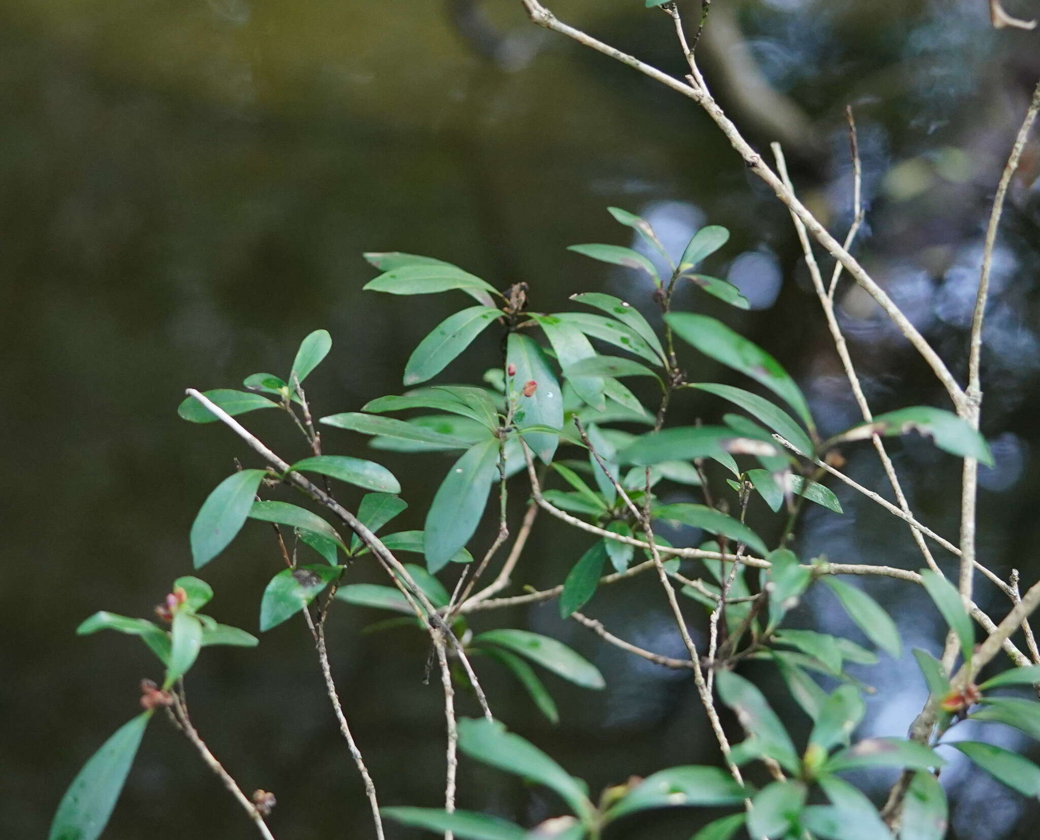 Tristaniopsis laurina (Sm.) P. G. Wilson & J. T. Waterhouse的圖片