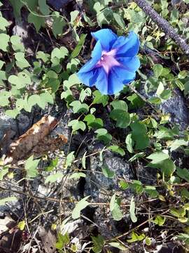 Image of Ipomoea laeta A. Gray ex S. Wats.