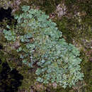 Image of Lobariaceae