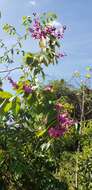 Image of Easter flower