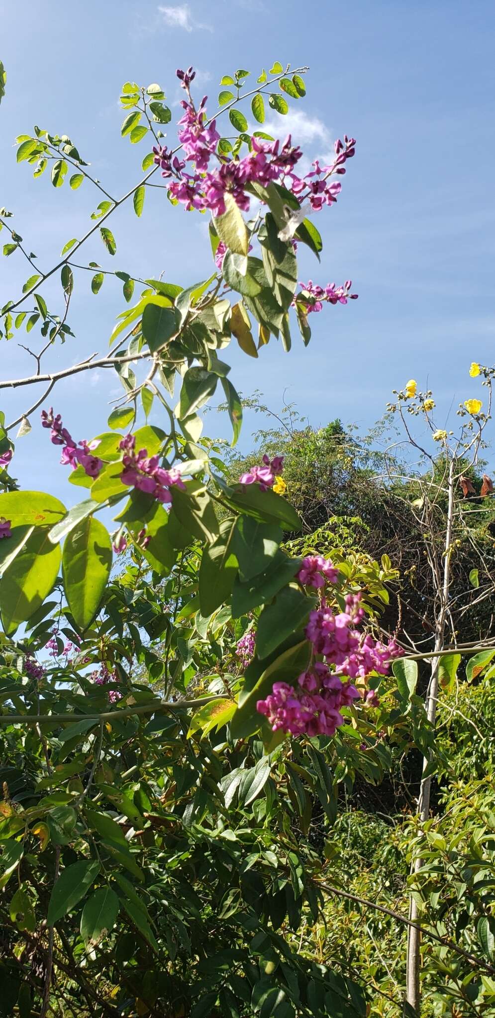 Image of Easter flower