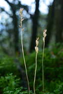 Image of Gastrodia peichatieniana S. S. Ying