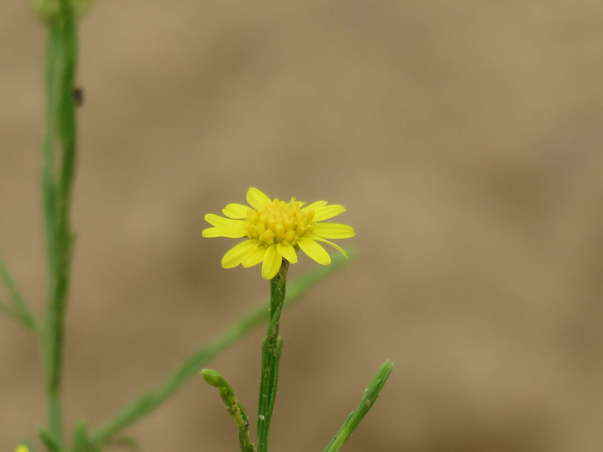 Image of sticky snakeweed