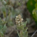 Image of Atriplex jubata S. Moore