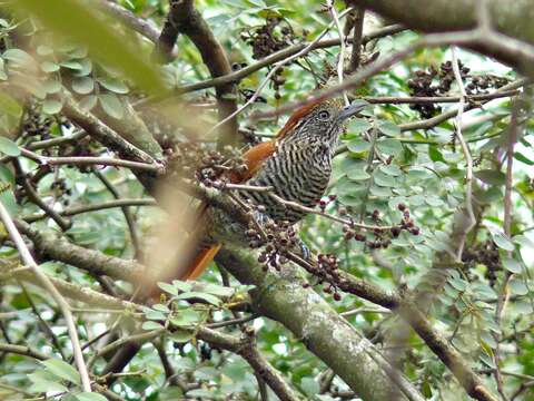 Image of Bar-crested Antshrike