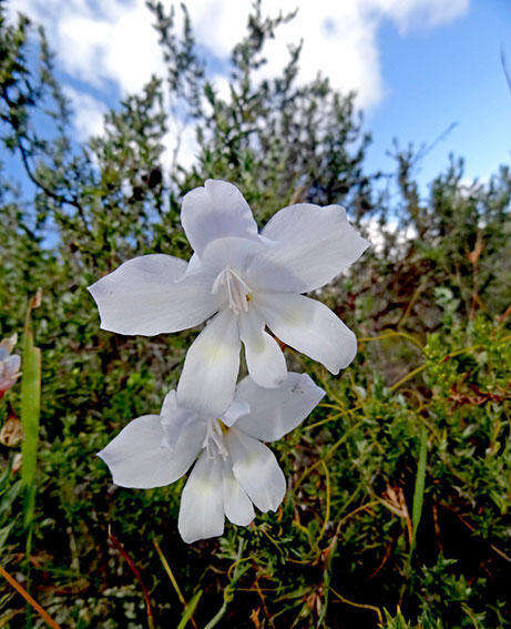 Image of Gladiolus carneus D. Delaroche