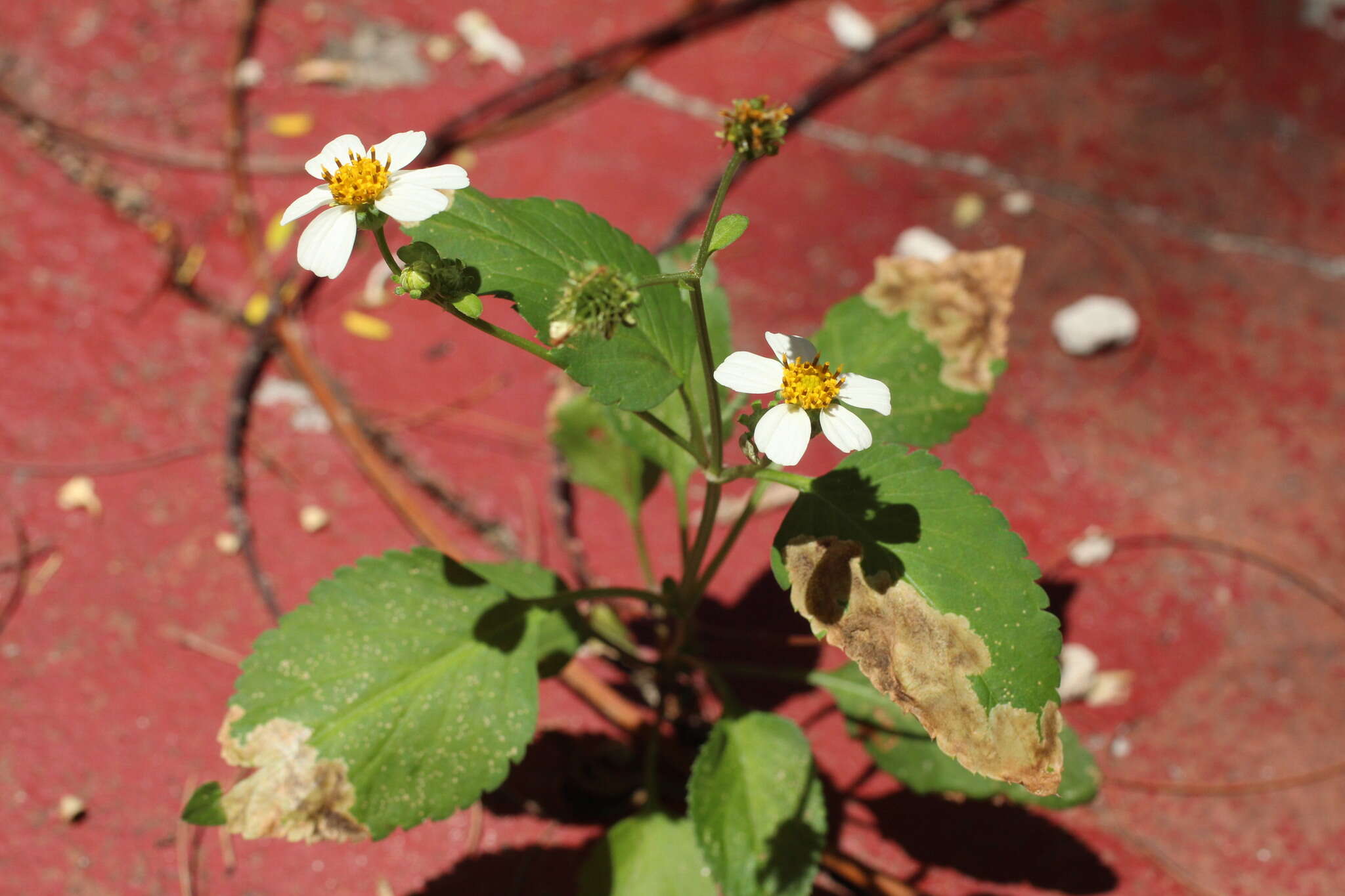 Plancia ëd Bidens alba (L.) DC.