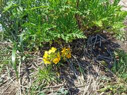 Image of Erysimum amurense Kitag.