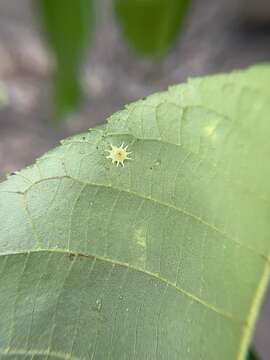 Image of Caryomyia asteris Gagne 2008