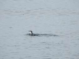 Image of Guadalupe Murrelet