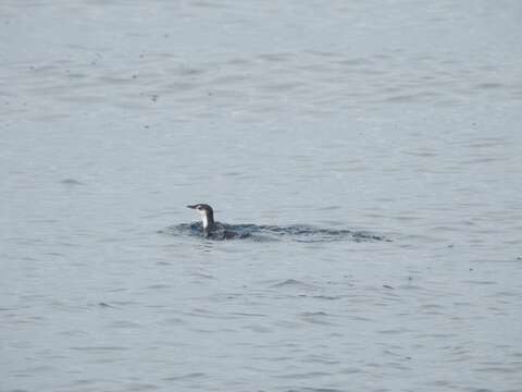 Image of Guadalupe Murrelet