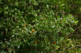 Image of Lemon-thorn