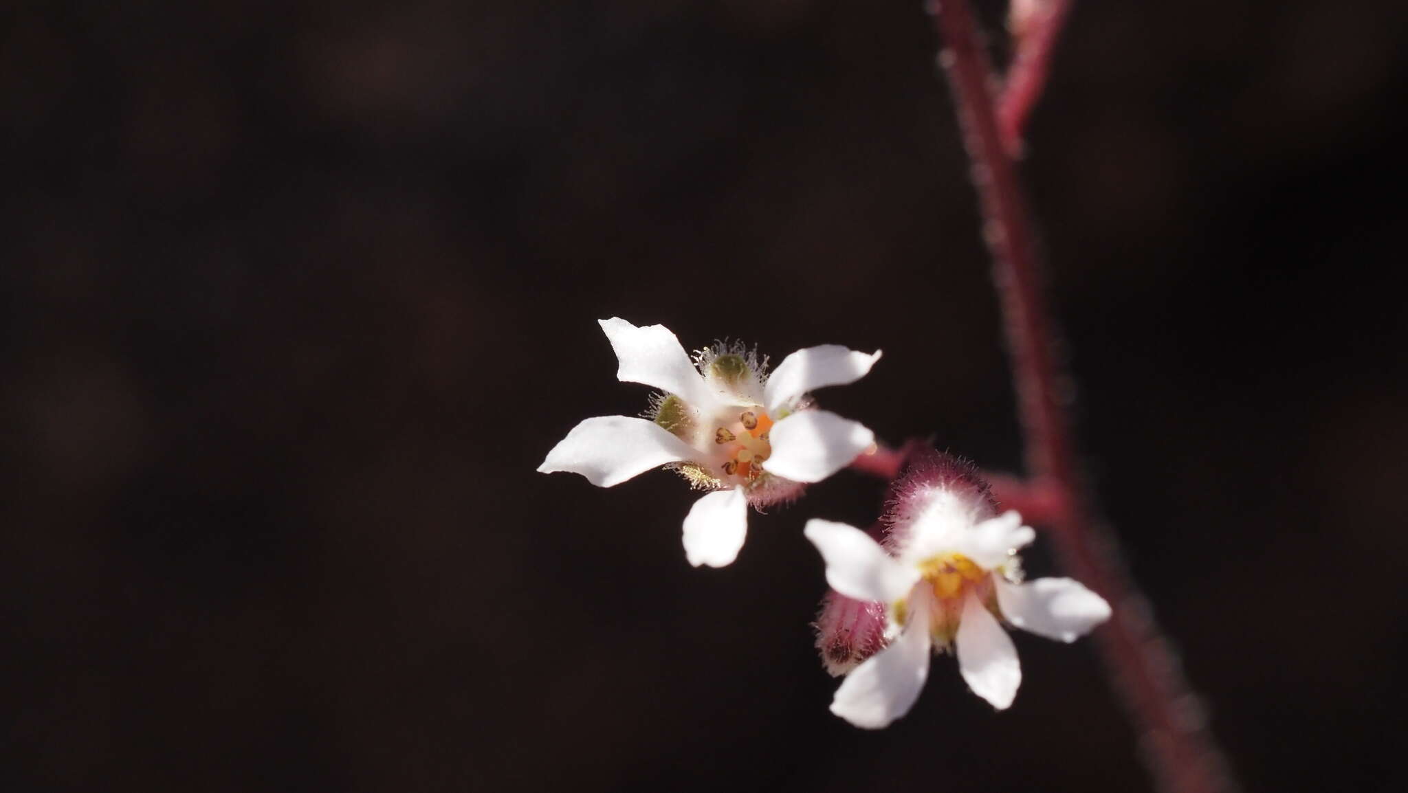 Image of Laguna Mountain alumroot