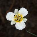 Image de <i>Calochortus ownbeyi</i>