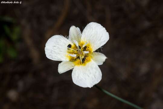 صورة <i>Calochortus ownbeyi</i>