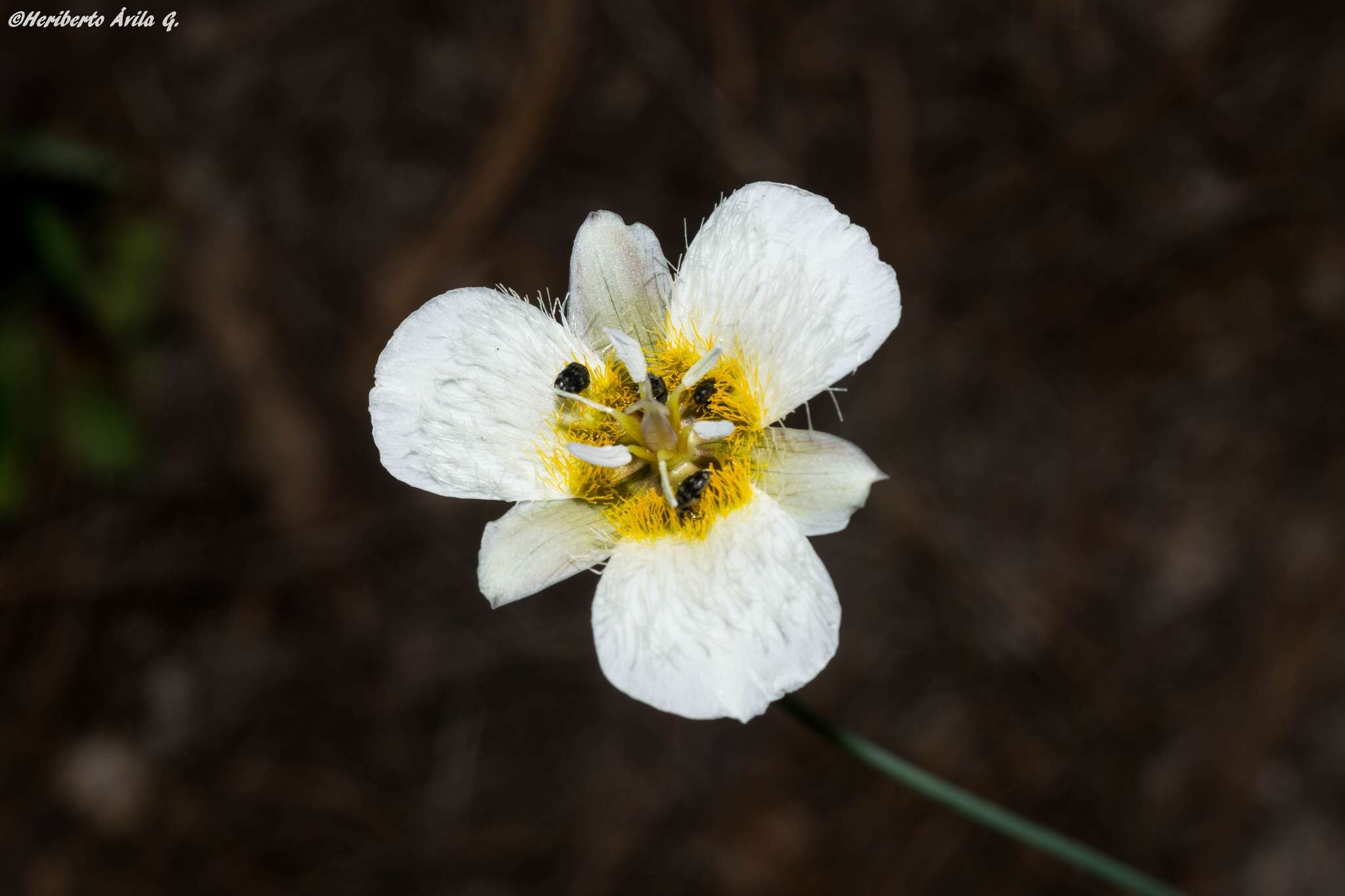 Image de <i>Calochortus ownbeyi</i>