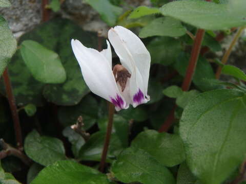 Image of Cyclamen cyprium Ky.