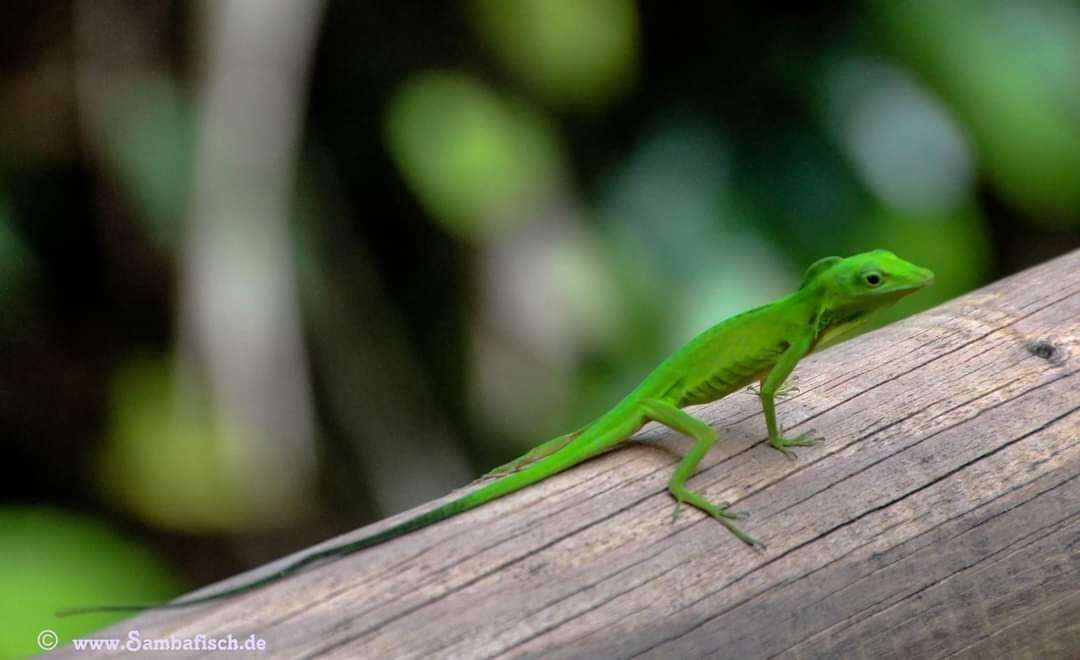 Image of Boulenger's Green Anole