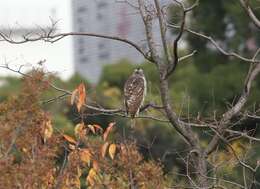 Image of Accipiter gentilis fujiyamae (Swann & Hartert 1923)