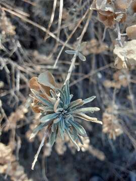 Imagem de Ophiomyia atriplicis Spencer 1984