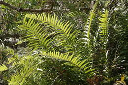 Image of swamp water fern