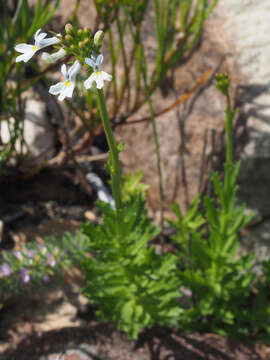 Image de Lobelia comosa L.