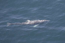 Image of gray whales