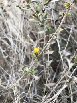 Plancia ëd Hazardia squarrosa var. grindelioides (DC.) W. D. Clark