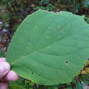 Image of Styrax grandifolium Ait.