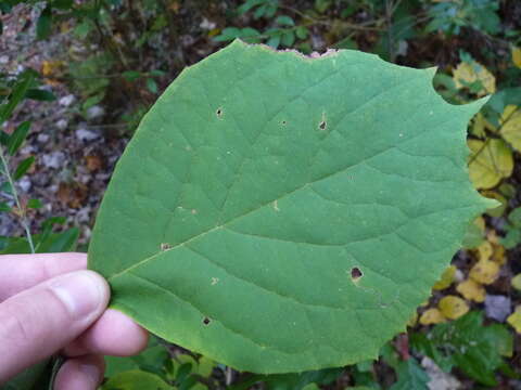 Plancia ëd Styrax grandifolium Ait.