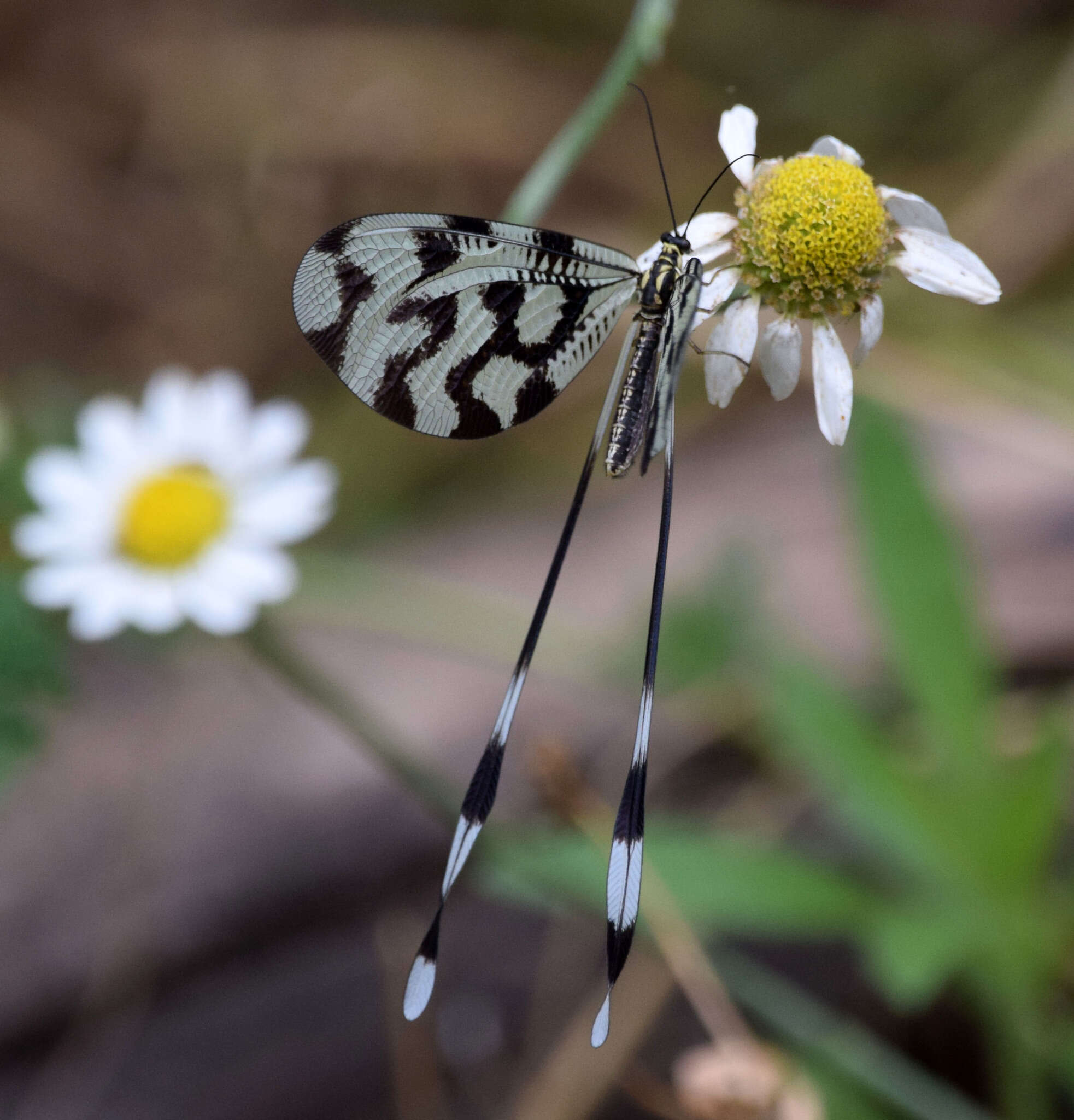 Imagem de Nemoptera sinuata Olivier 1811