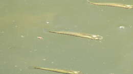 Image of Blackstripe Topminnow