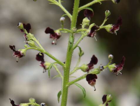 Image de Scrophularia canina subsp. hoppii (Koch) P. Fourn.