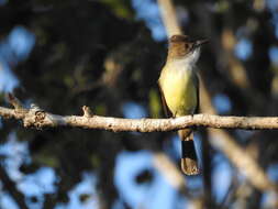 Image of Dusky-capped Flycatcher