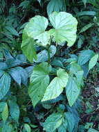 Image of Begonia longifolia Blume