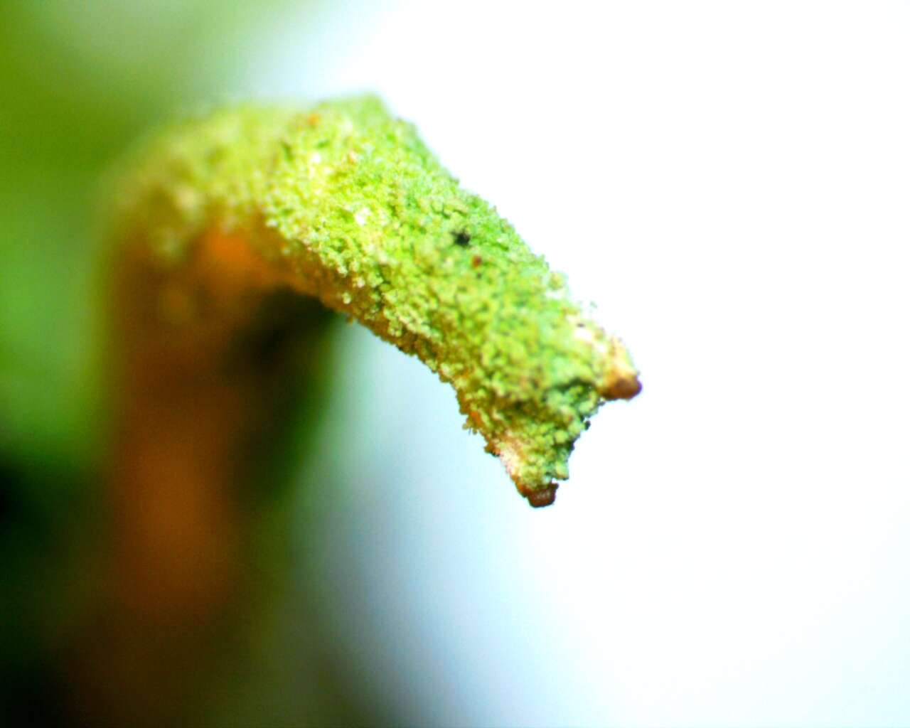 Image of cup lichen