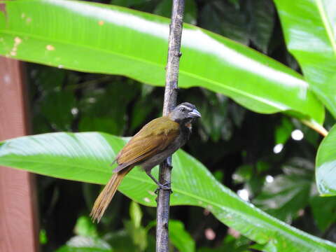 Image of Buff-throated Saltator