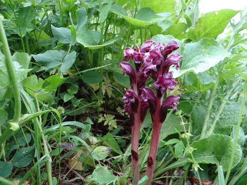 Orobanche gamosepala Reuter resmi