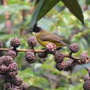 Image of Bornean Bulbul